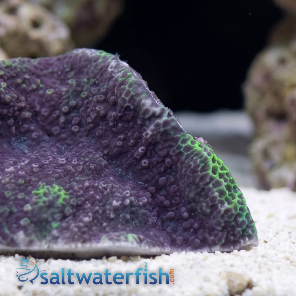 Encrusting Montipora: Blue - Aquacultured