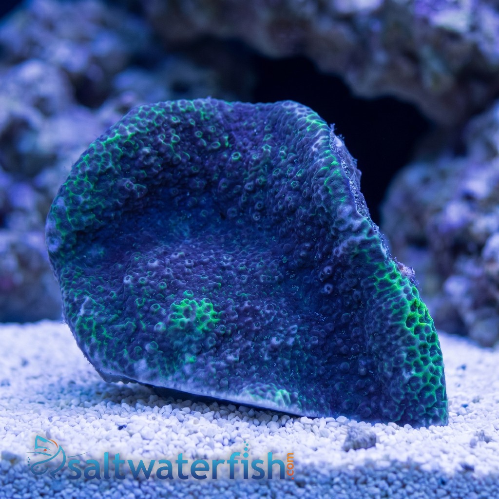 Encrusting Montipora: Blue - Aquacultured