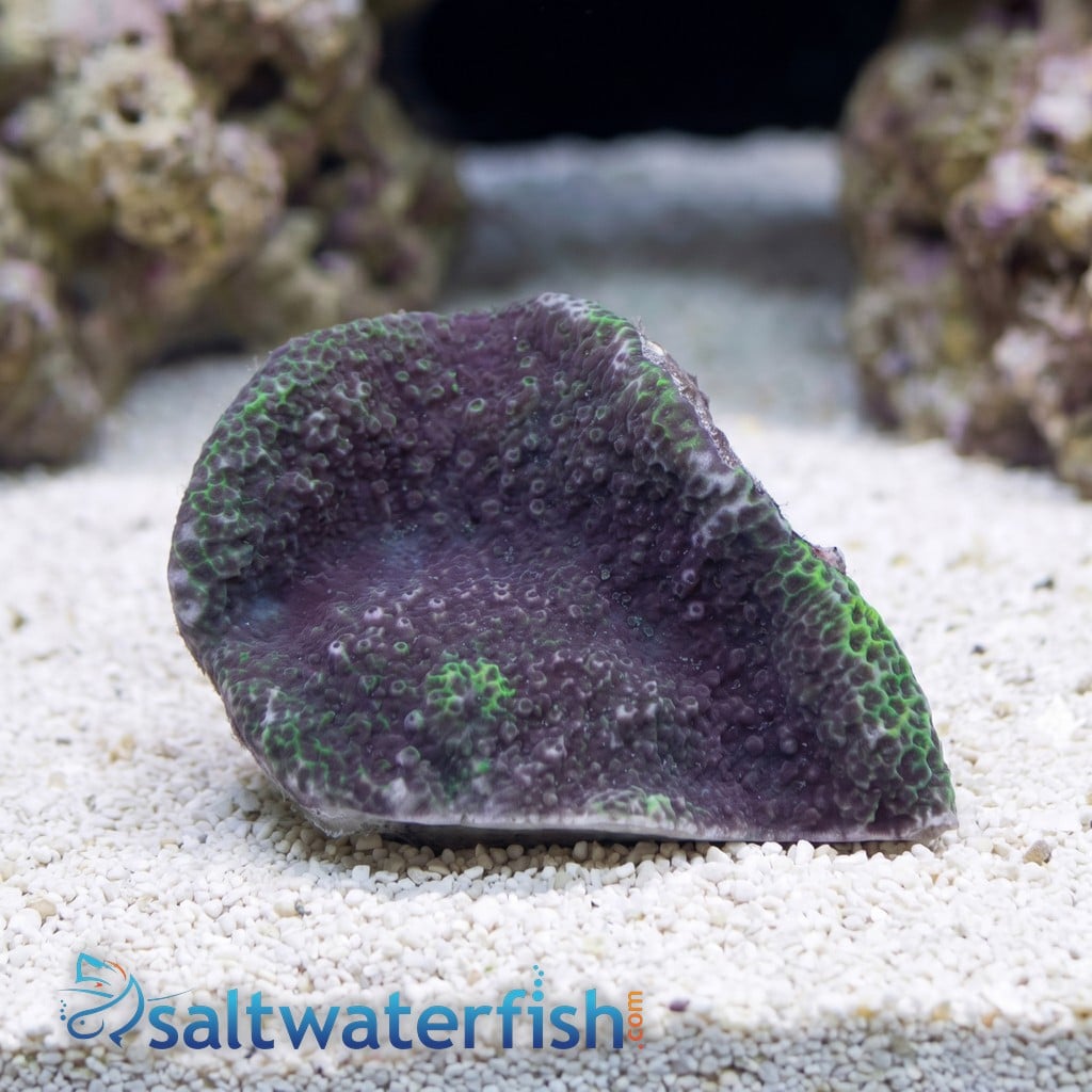 Encrusting Montipora: Blue - Aquacultured
