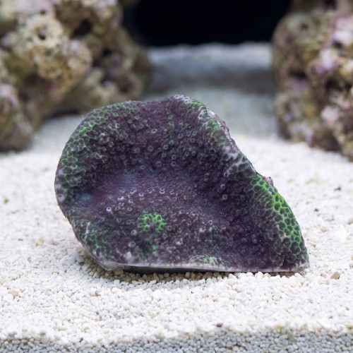 Encrusting Montipora: Blue - Aquacultured