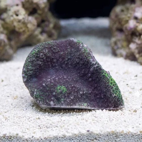 Encrusting Montipora: Blue - Aquacultured