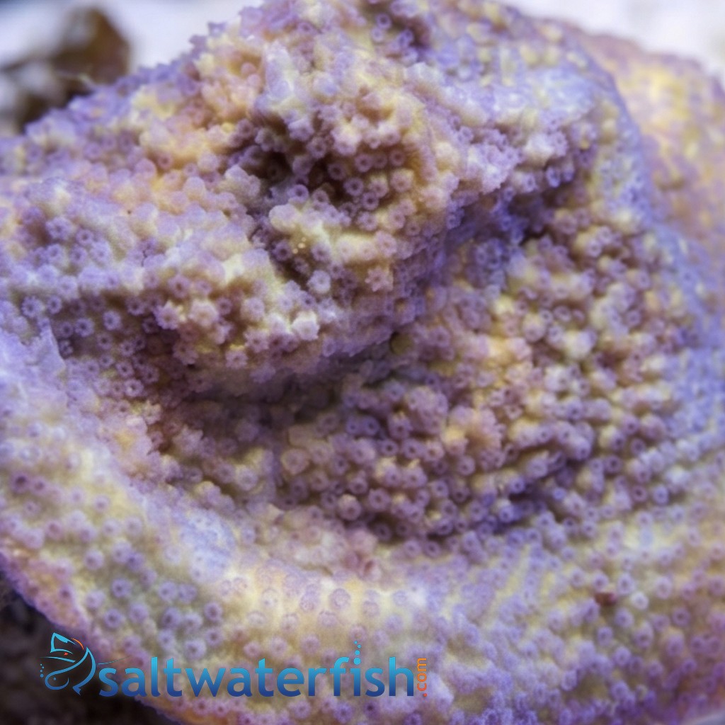 Encrusting Montipora: Yellow w/ Blue Polyp