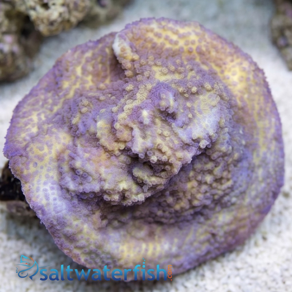 Encrusting Montipora: Yellow w/ Blue Polyp
