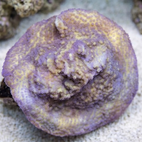 Encrusting Montipora: Yellow w/ Blue Polyp