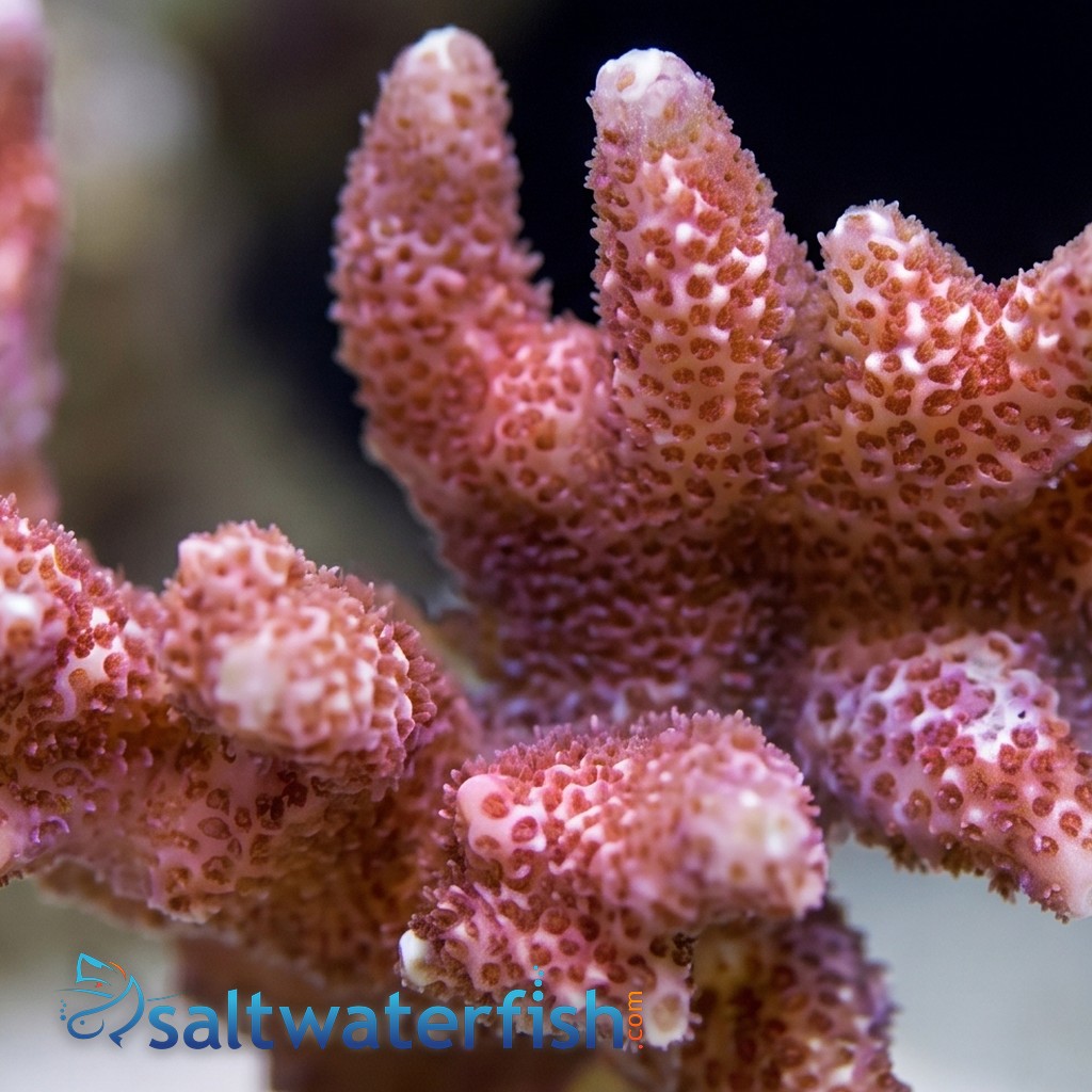 Montipora Branching: Red/Pink - Aquacultured