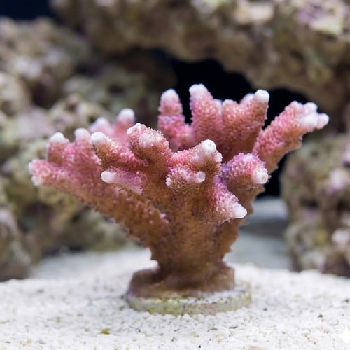 Montipora Branching: Red/Pink - Aquacultured