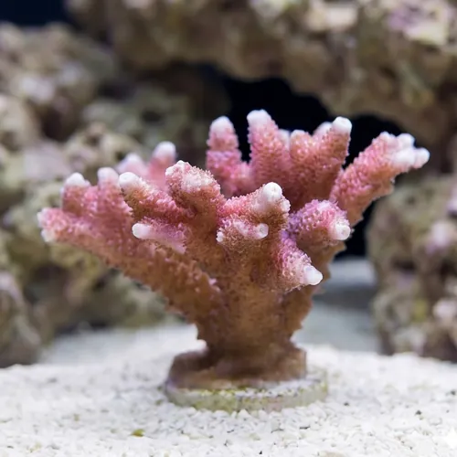 Montipora Branching: Red/Pink - Aquacultured