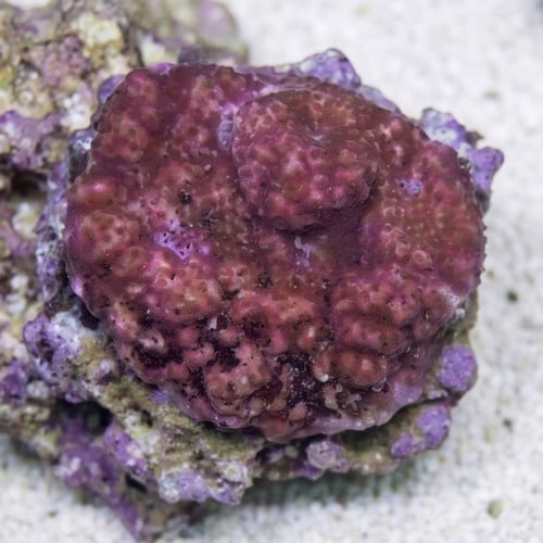 Encrusting Montipora: Orange