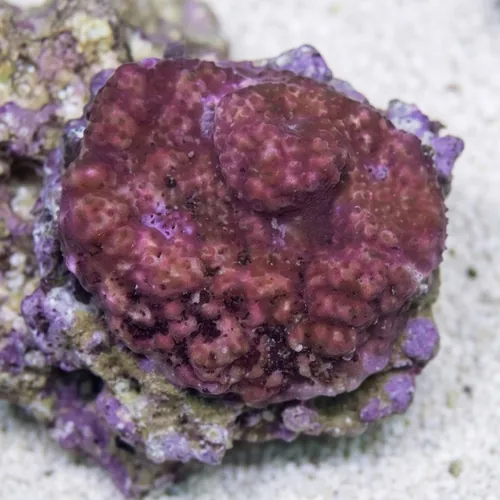 Encrusting Montipora: Orange
