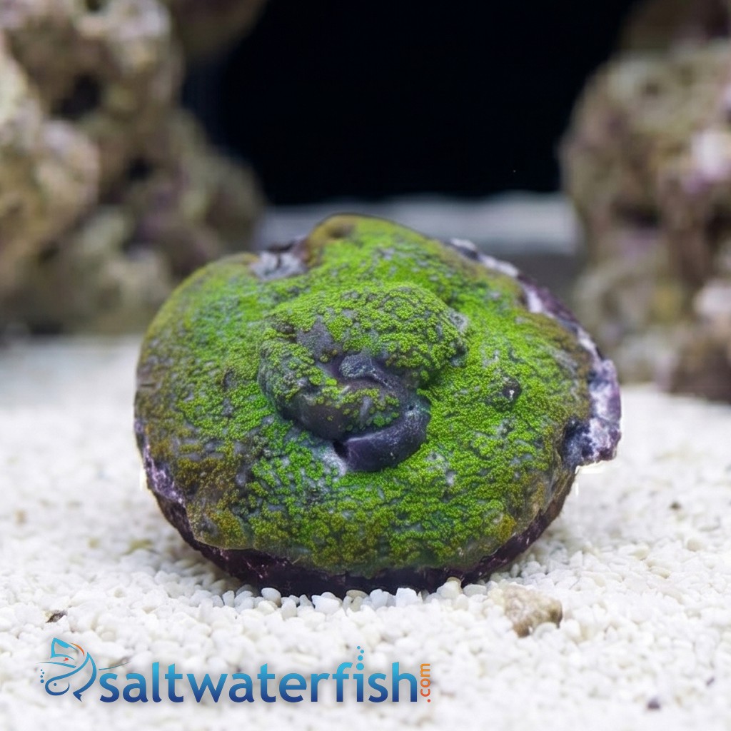 Encrusting Montipora: Blue w/ Green Polyps