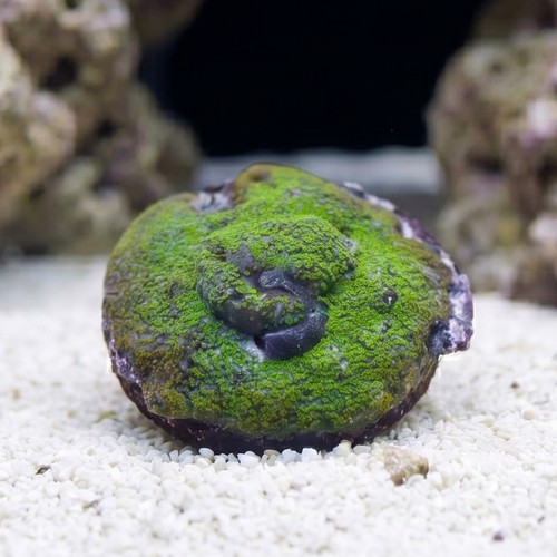Encrusting Montipora: Blue w/ Green Polyps