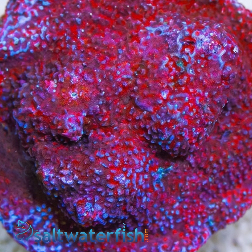 Encrusting Montipora: "Superman" Blue w/ Red Polyps - Aquacultured