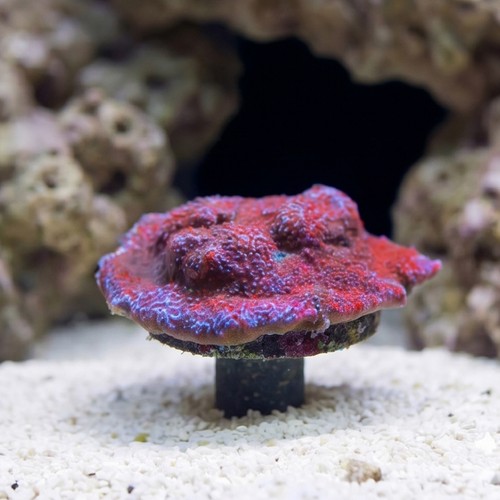Encrusting Montipora: "Superman" Blue w/ Red Polyps - Aquacultured