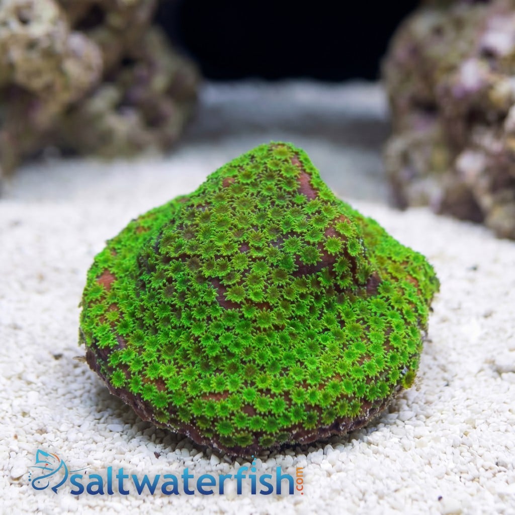 Encrusting Sunset Montipora: Orange w/ Green Polyp - Australia