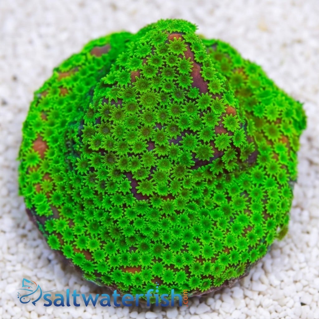 Encrusting Sunset Montipora: Orange w/ Green Polyp - Australia
