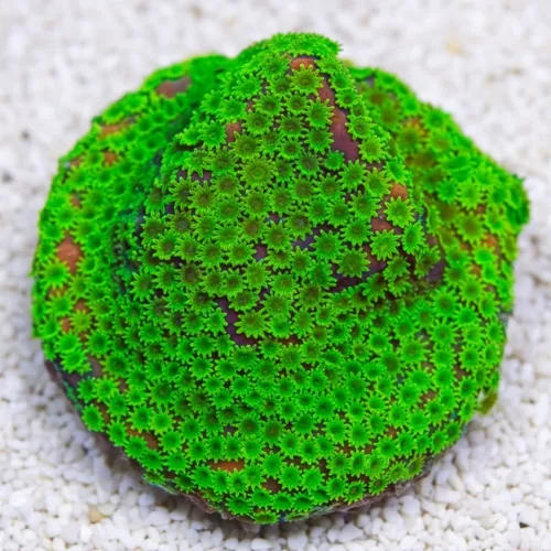 Encrusting Sunset Montipora: Orange w/ Green Polyp - Australia