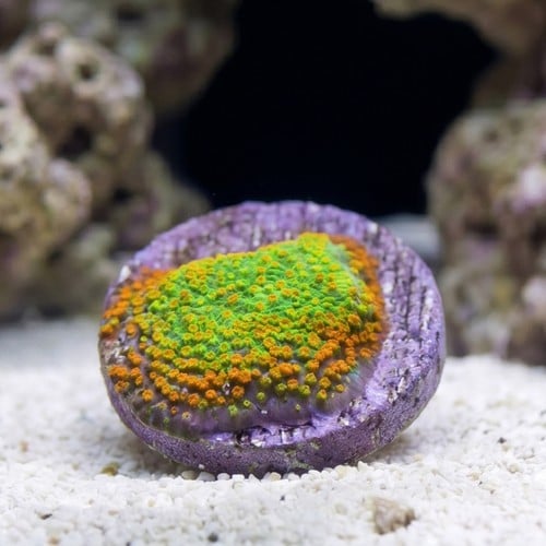 Encrusting Montipora: Rainbow - Aquacultured