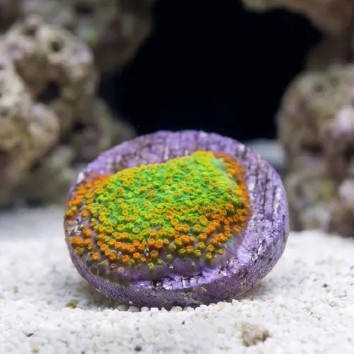 Encrusting Montipora: Rainbow - Aquacultured