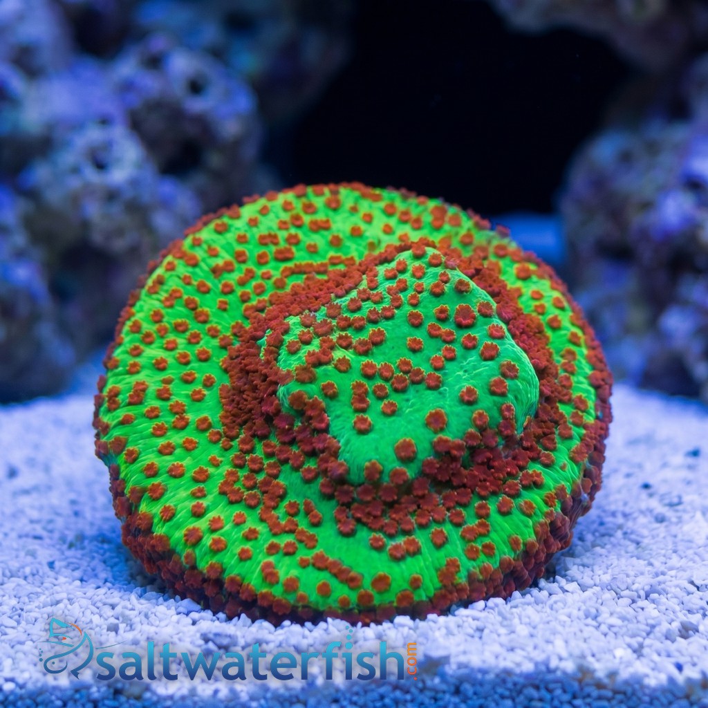 Montipora: "Season's Greetings" Green w/ Red Polyps - Aquacultured