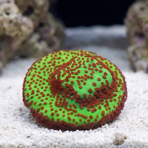 Montipora: "Season's Greetings" Green w/ Red Polyps - Aquacultured