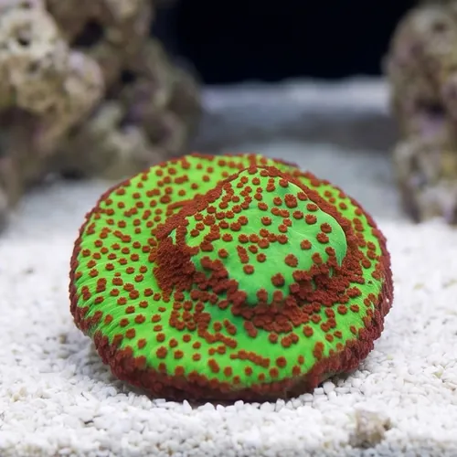 Montipora: "Season's Greetings" Green w/ Red Polyps - Aquacultured