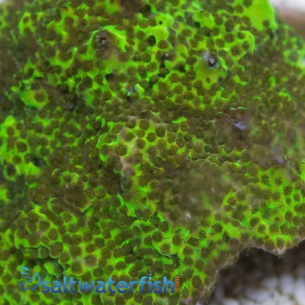 Montipora: Green - Aquacultured
