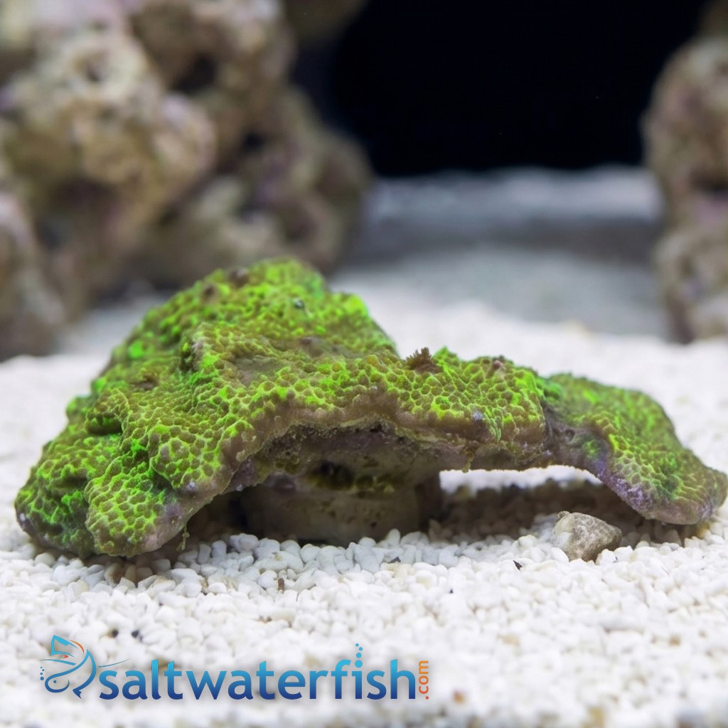 Montipora: Green - Aquacultured