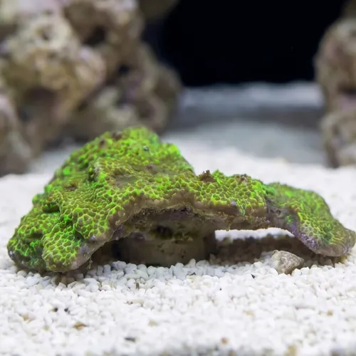 Montipora: Green - Aquacultured