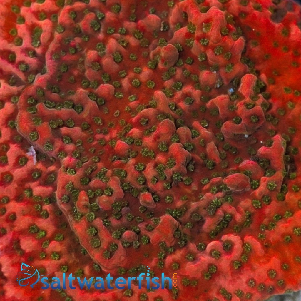 Encrusting Montipora: Orange - Australia