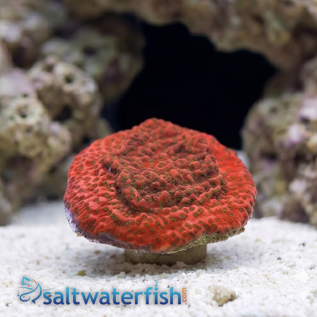Encrusting Montipora: Orange - Australia