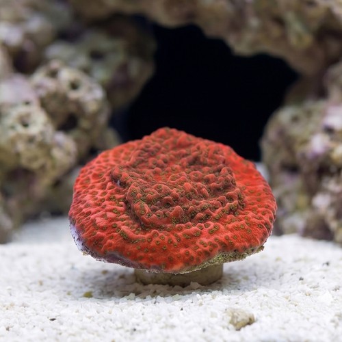 Encrusting Montipora: Orange - Australia