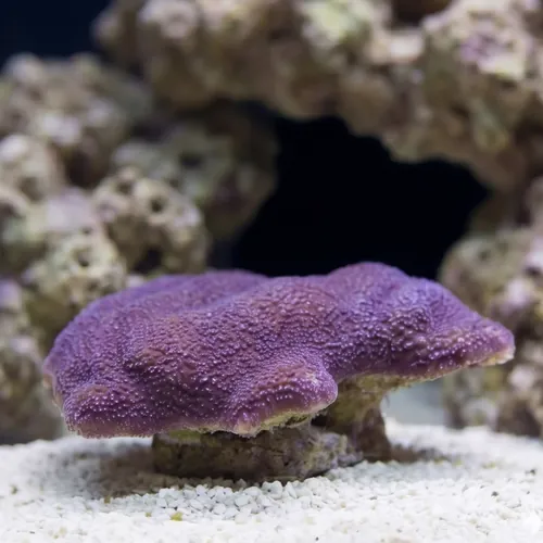Encrusting Montipora: Purple