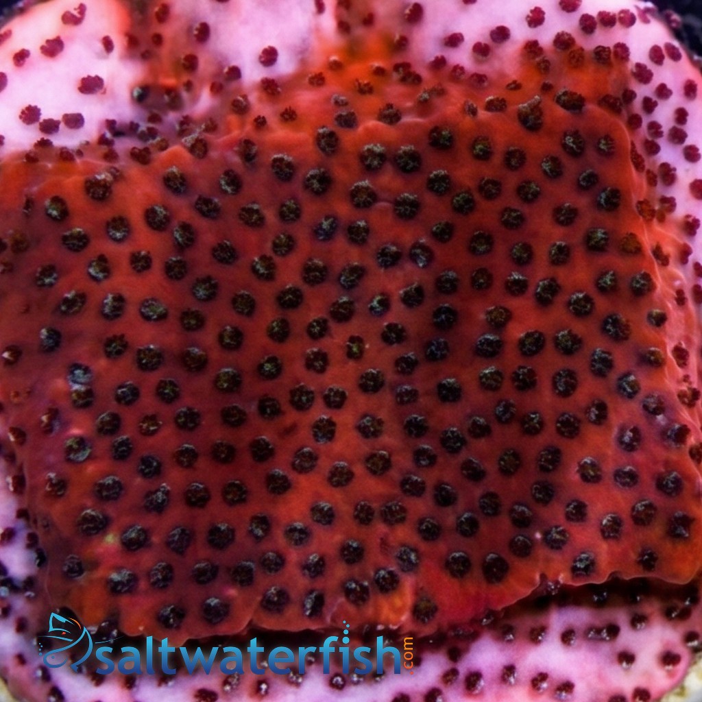 Encrusting Mystic Sunset Montipora orange w/ Blue Polyp - Aquacultured