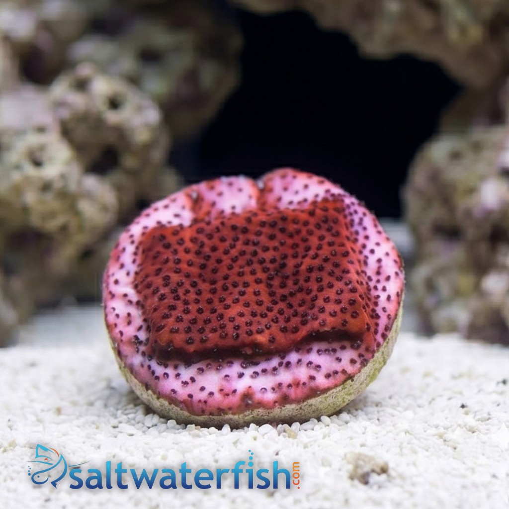 Encrusting Mystic Sunset Montipora orange w/ Blue Polyp - Aquacultured