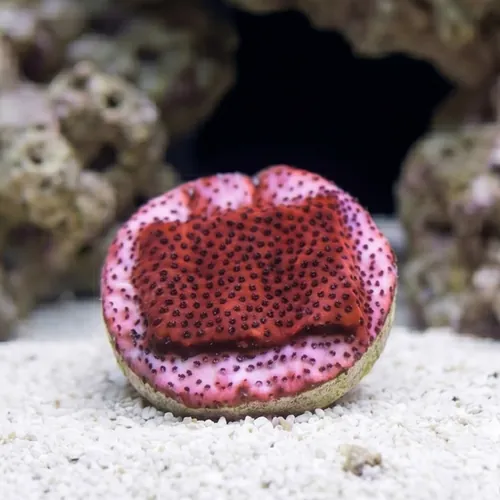 Encrusting Mystic Sunset Montipora orange w/ Blue Polyp - Aquacultured