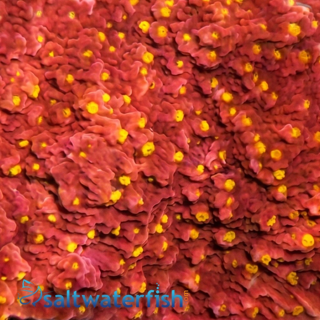 Cap Montipora Coral : Orange w/ Orange Polyps (Starburst)