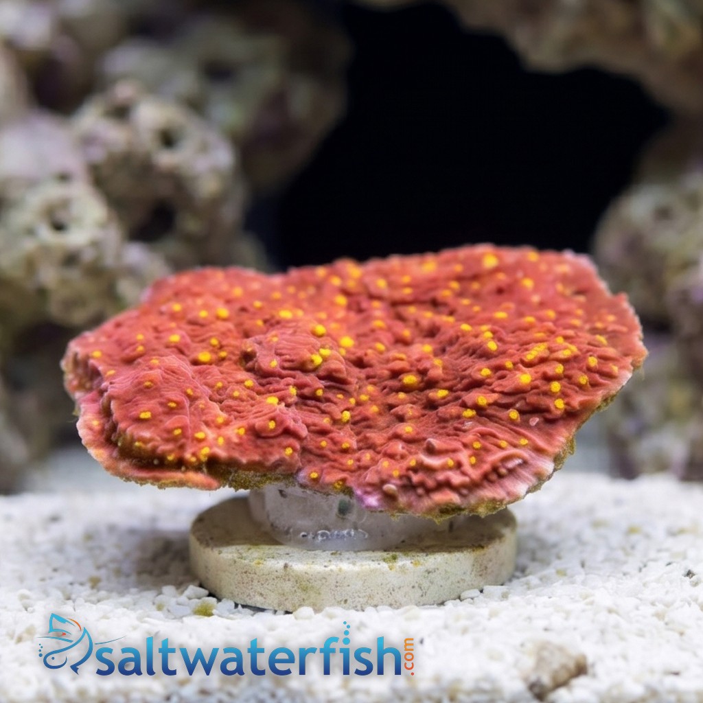 Cap Montipora Coral : Orange w/ Orange Polyps (Starburst)