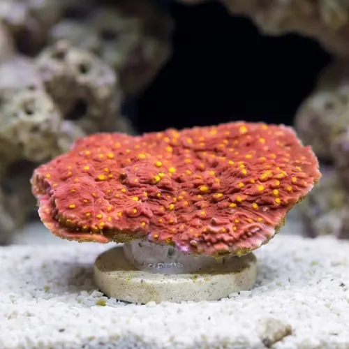 Cap Montipora Coral : Orange w/ Orange Polyps (Starburst)