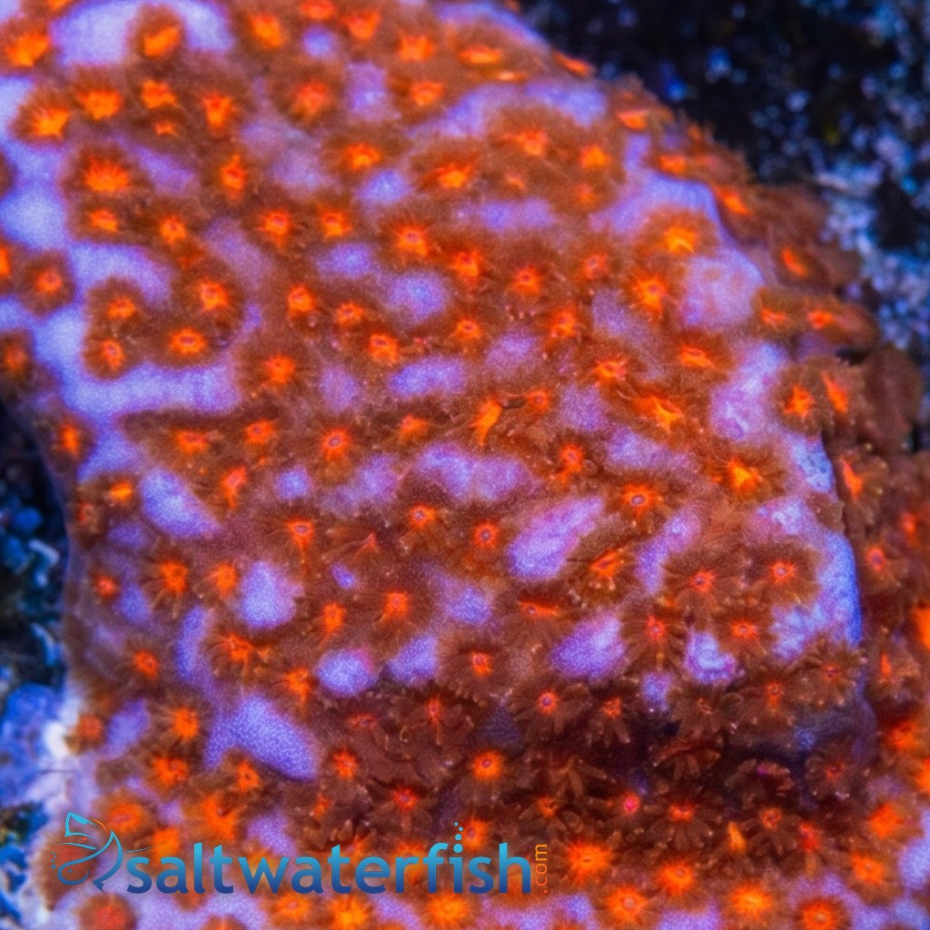 Encrusting Montipora: "Superman" Blue w/ Red Polyps - Caribbean
