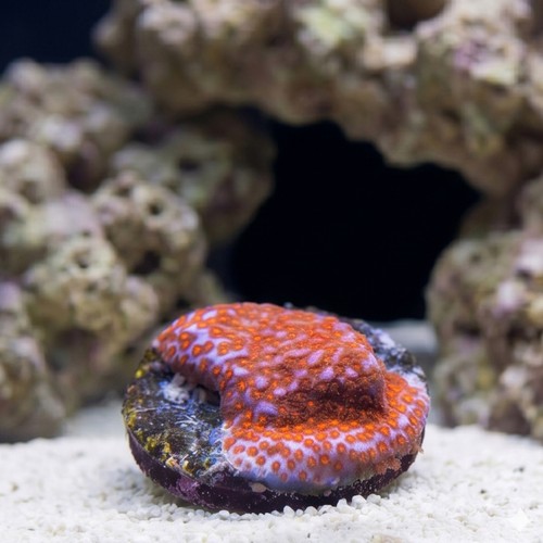 Encrusting Montipora: "Superman" Blue w/ Red Polyps - Caribbean