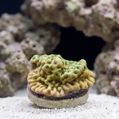 Encrusting Montipora: Beach Bum - Aquacultured
