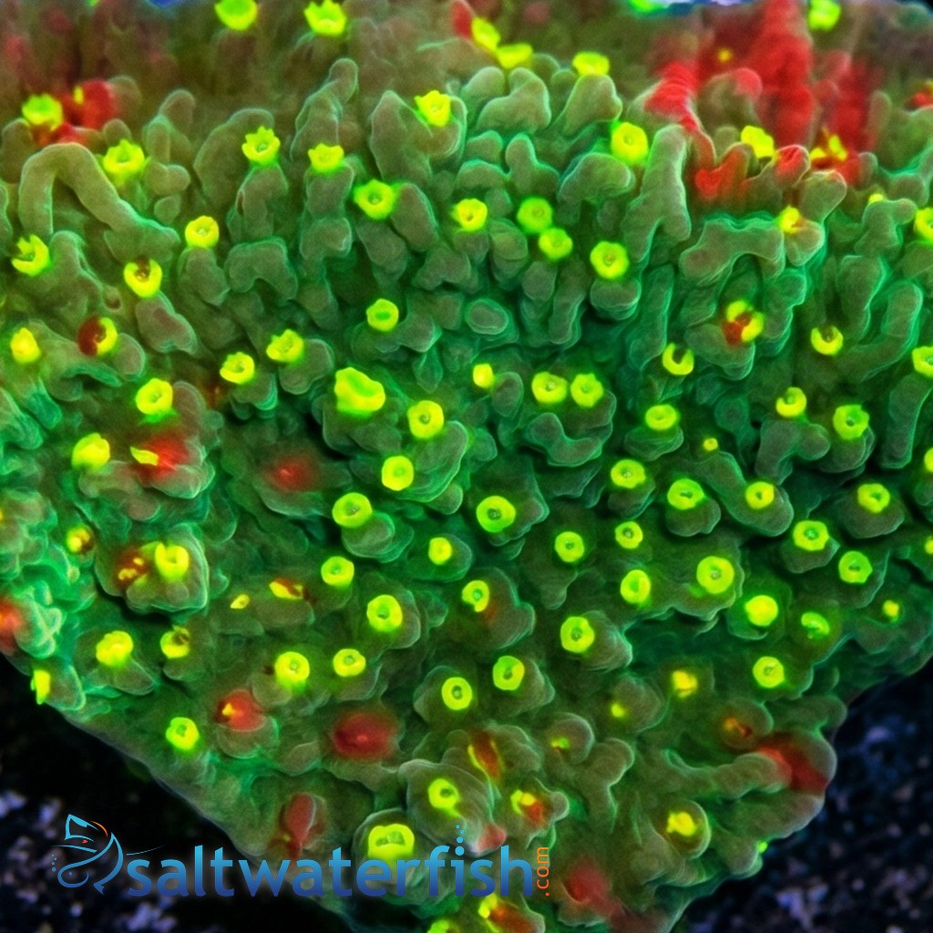 Plating Montipora Coral : Green/Red w/Yellow polyps - Aquacultured