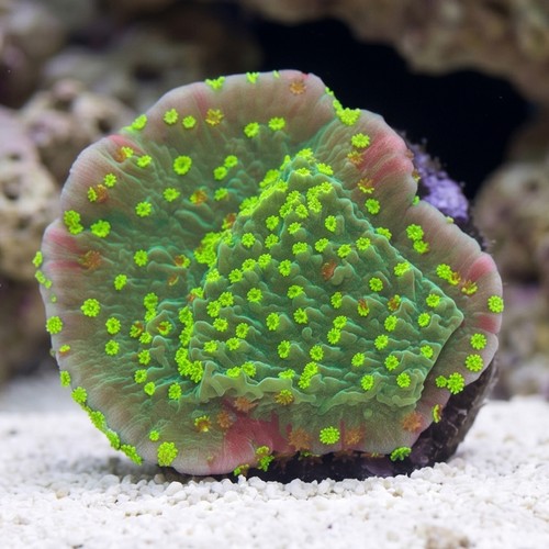 Plating Montipora Coral : Green/Red w/Yellow polyps - Aquacultured