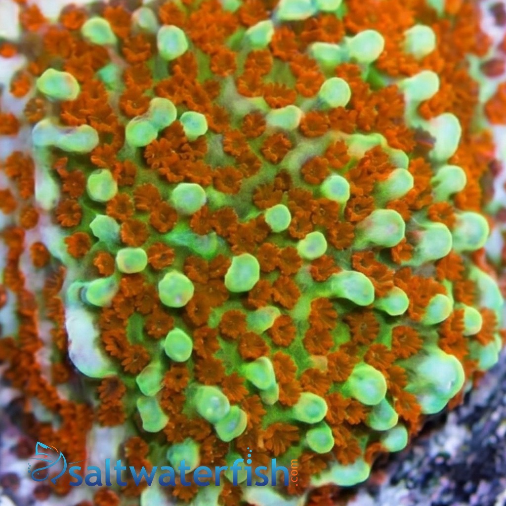 Encrusting Montipora: Green w/Red Polyp w/ Purple Rim - Aquacultured