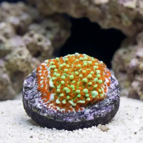 Encrusting Montipora: Green w/Red Polyp w/ Purple Rim - Aquacultured