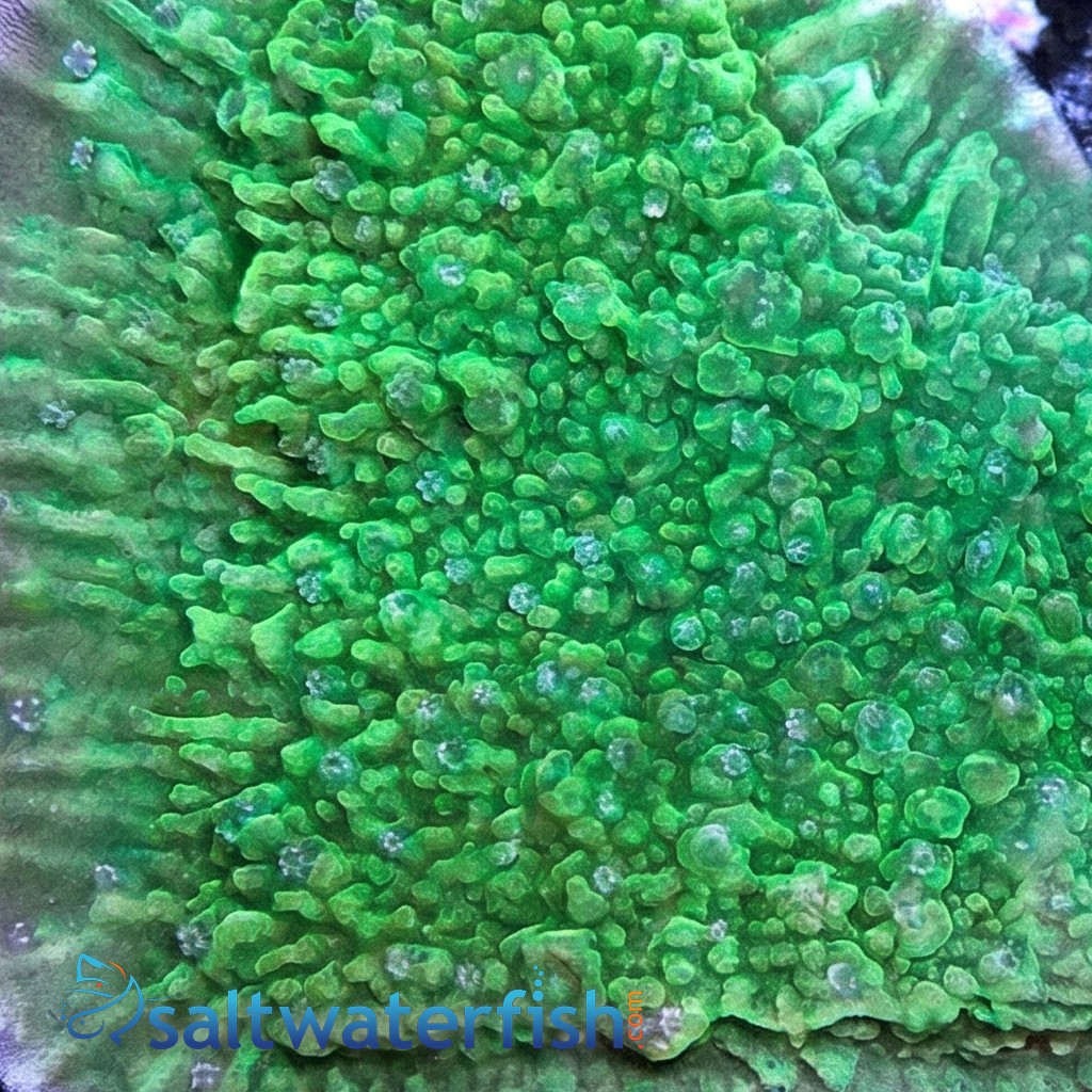 Plating Montipora Coral : Green w/ Blue Polyps