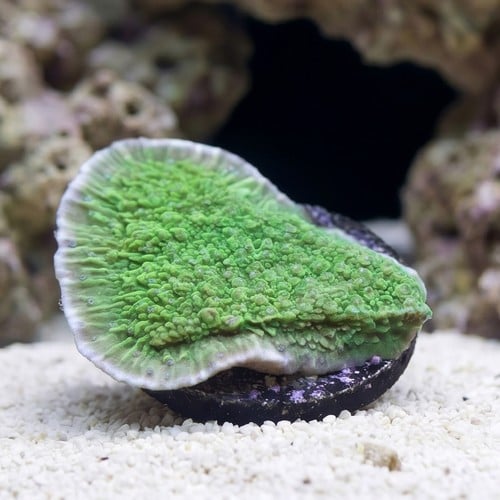 Plating Montipora Coral : Green w/ Blue Polyps