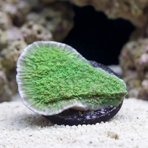 Plating Montipora Coral : Green w/ Blue Polyps