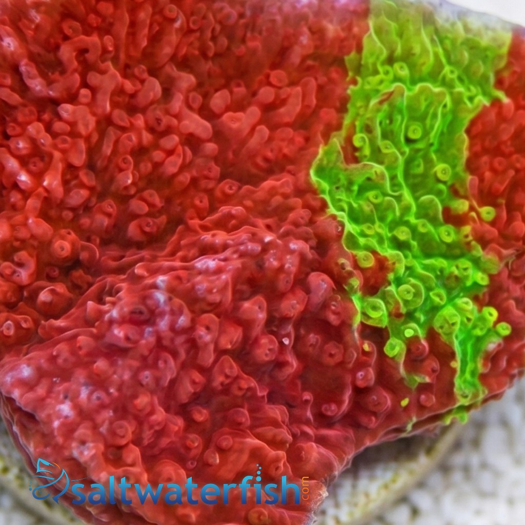 Plating Montipora Coral : Green & Red Grafted - Aquacultured