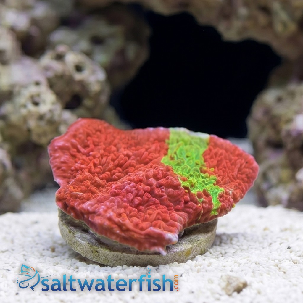 Plating Montipora Coral : Green & Red Grafted - Aquacultured
